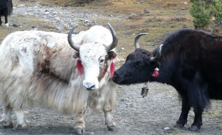  Tsum Valley and the Manaslu Circuit